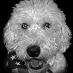 /images/dogs/71/Ollie-Memorial 6x10-layout-crop.jpg